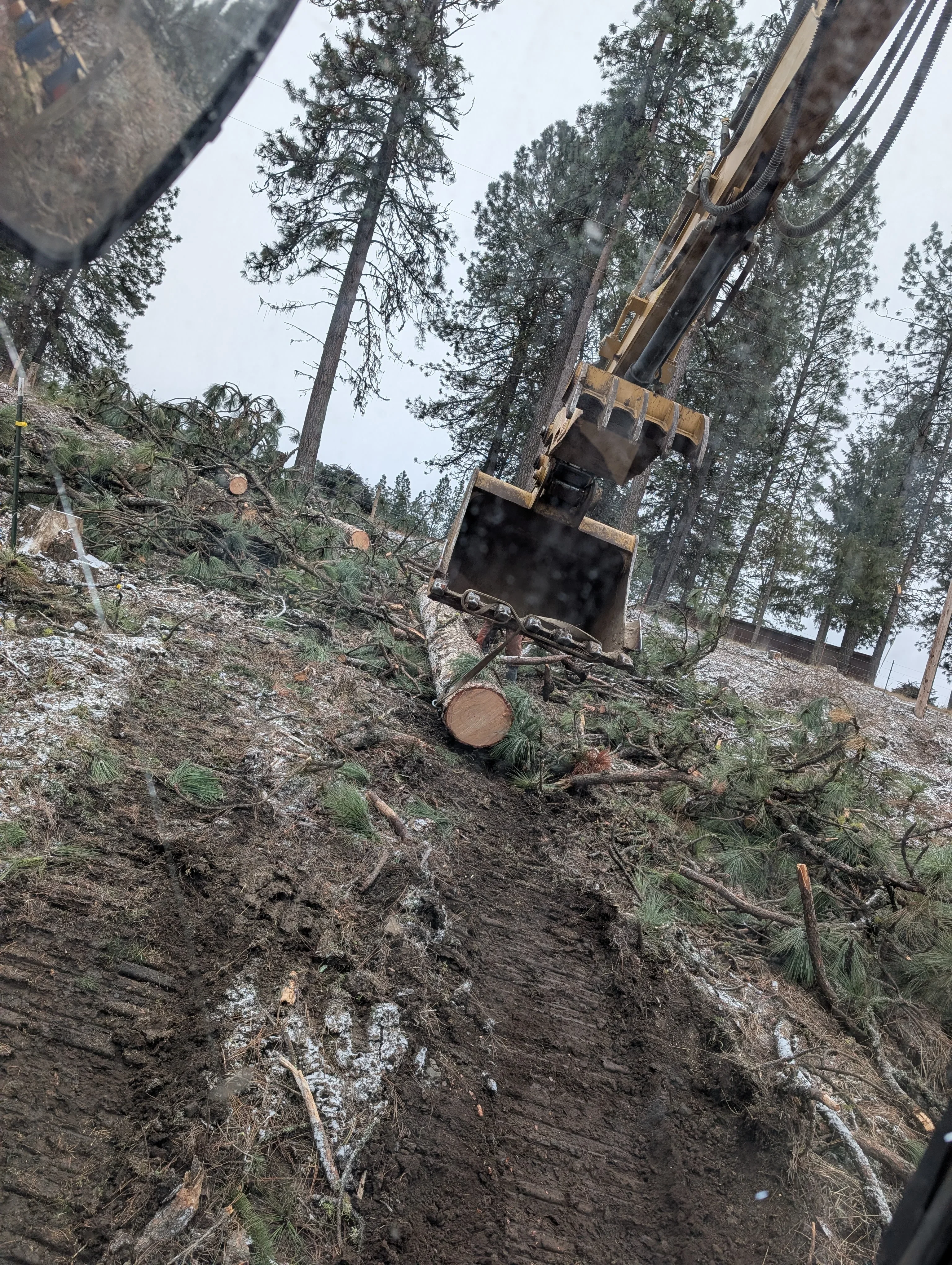 Excavator with bucket removing felled tree logs from cleared hillside with conifer forest
