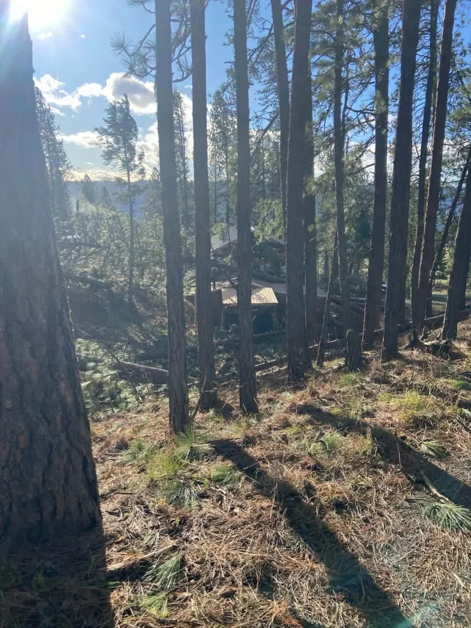 Thinned conifer forest with cleared understory, standing timber, and removed debris