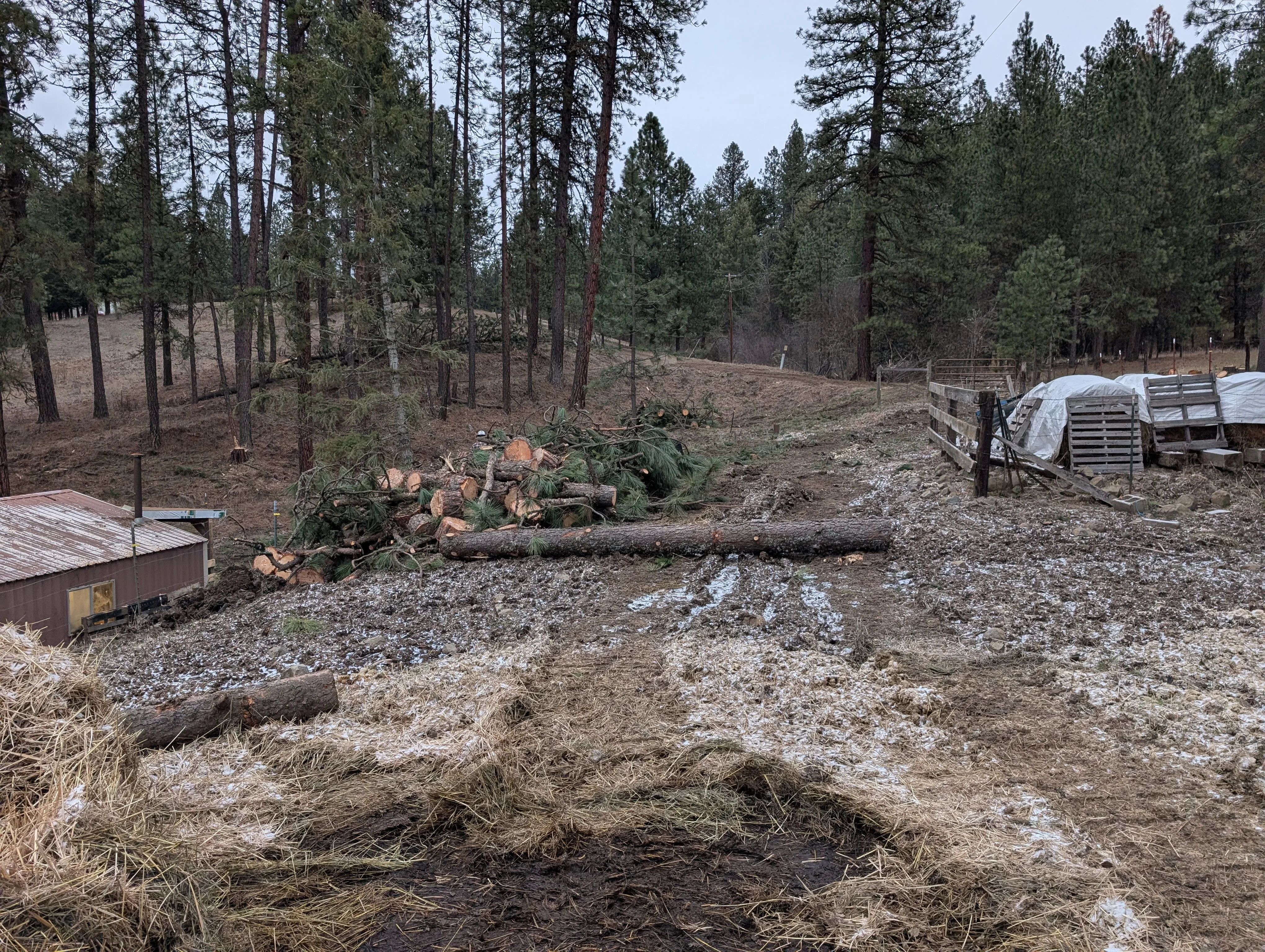 Cleared forest land with felled logs, brush piles, and gravel base among standing pine trees
