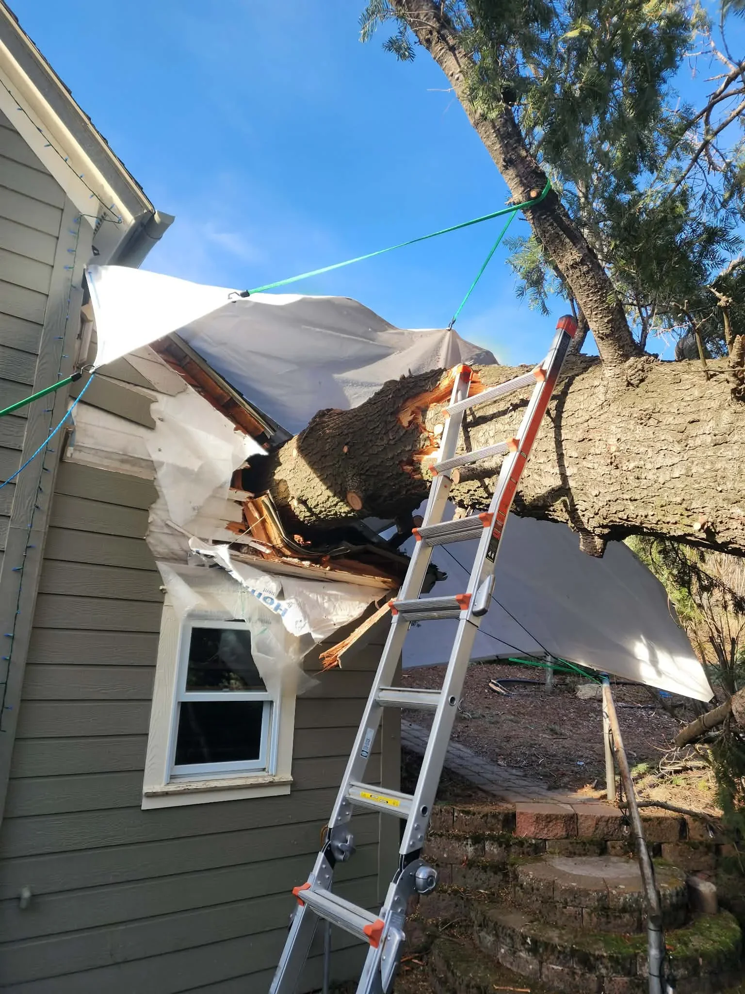 Large tree removal with protective tarps, ladder, and rigging lines near residential structure