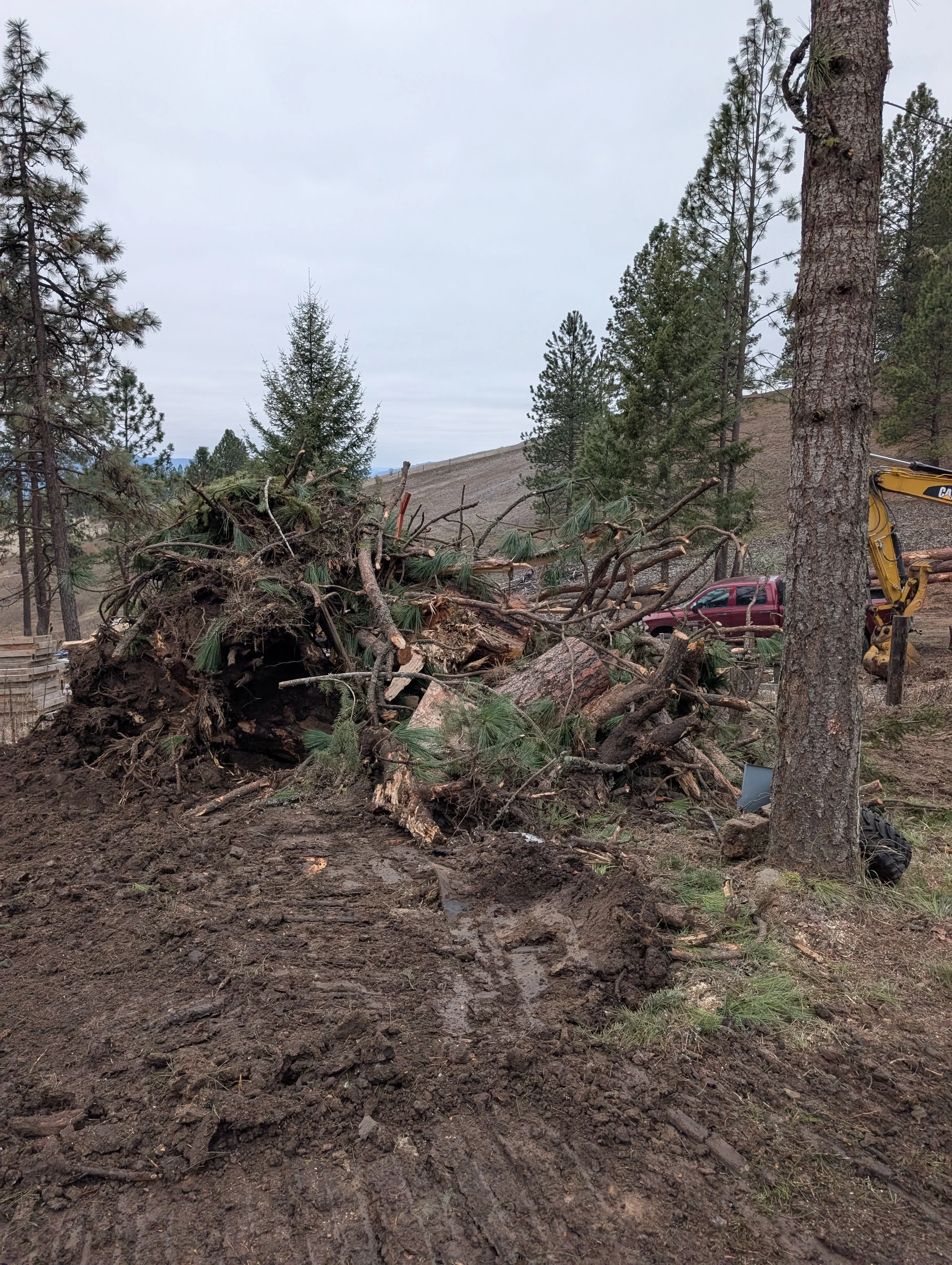 Large uprooted tree with exposed root system and cleared debris, heavy equipment on-site