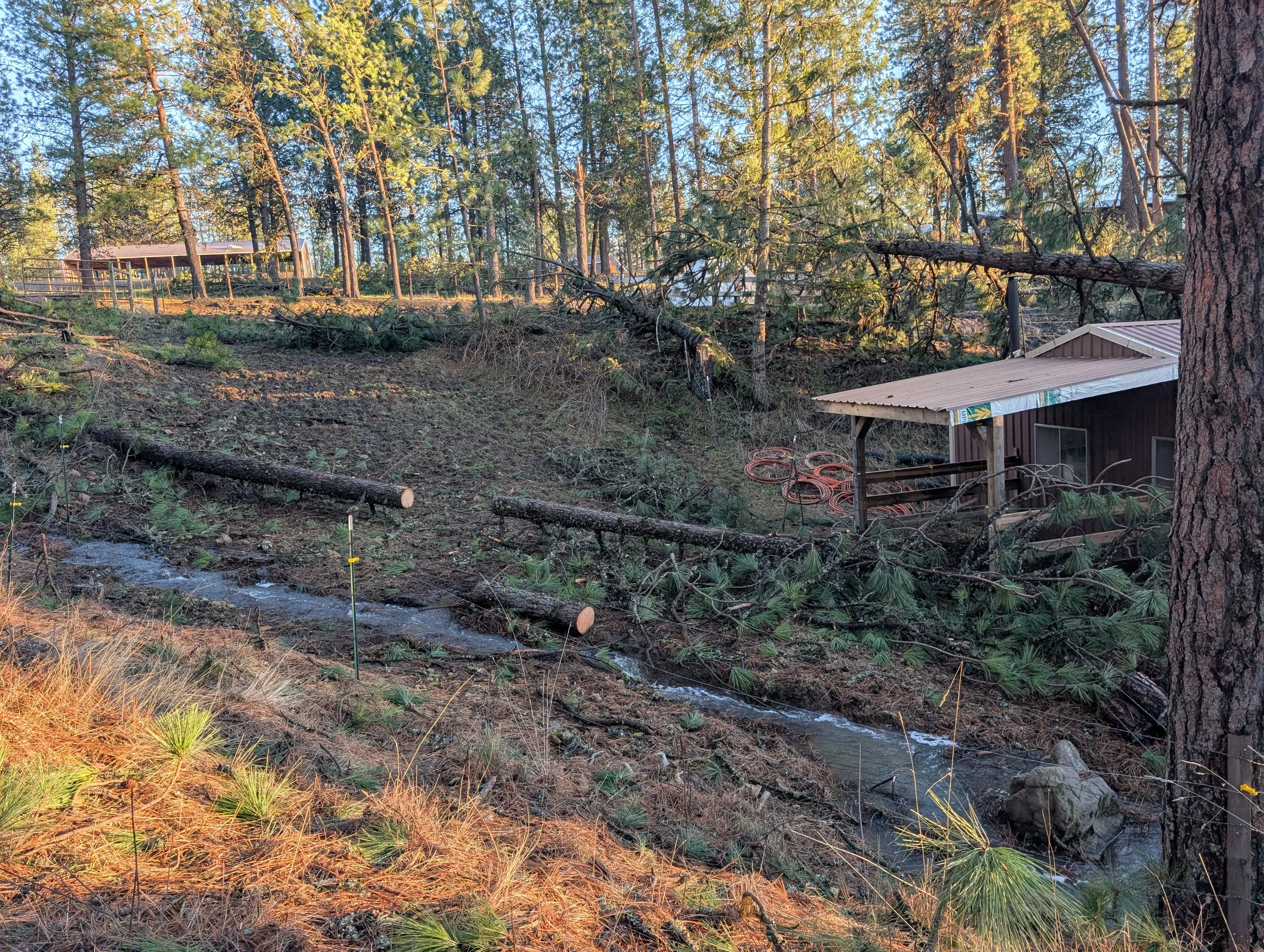 Cleared wooded lot with fallen logs removed, stream visible, metal-roof structure, mature trees retained