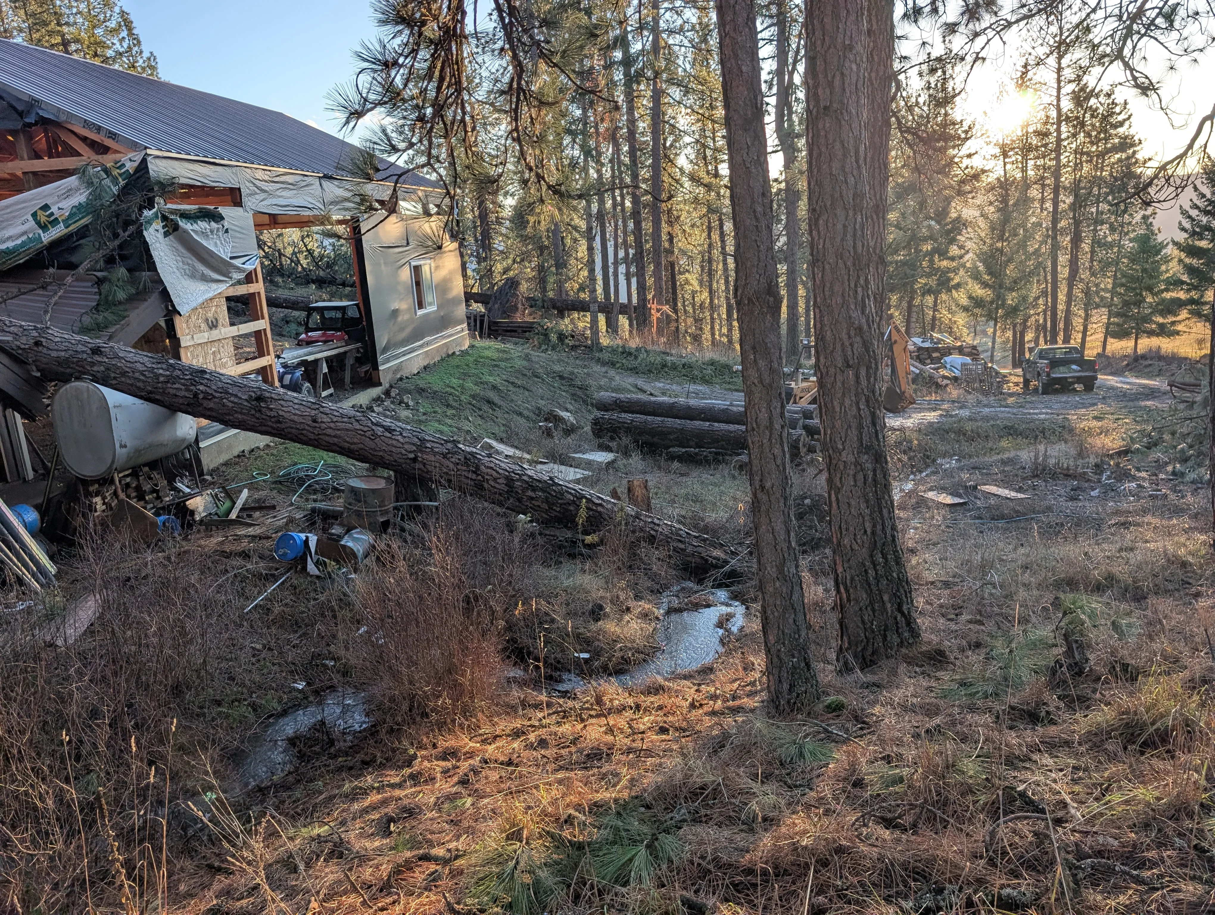 Felled logs and cleared forest land with equipment and structures among tall pine trees