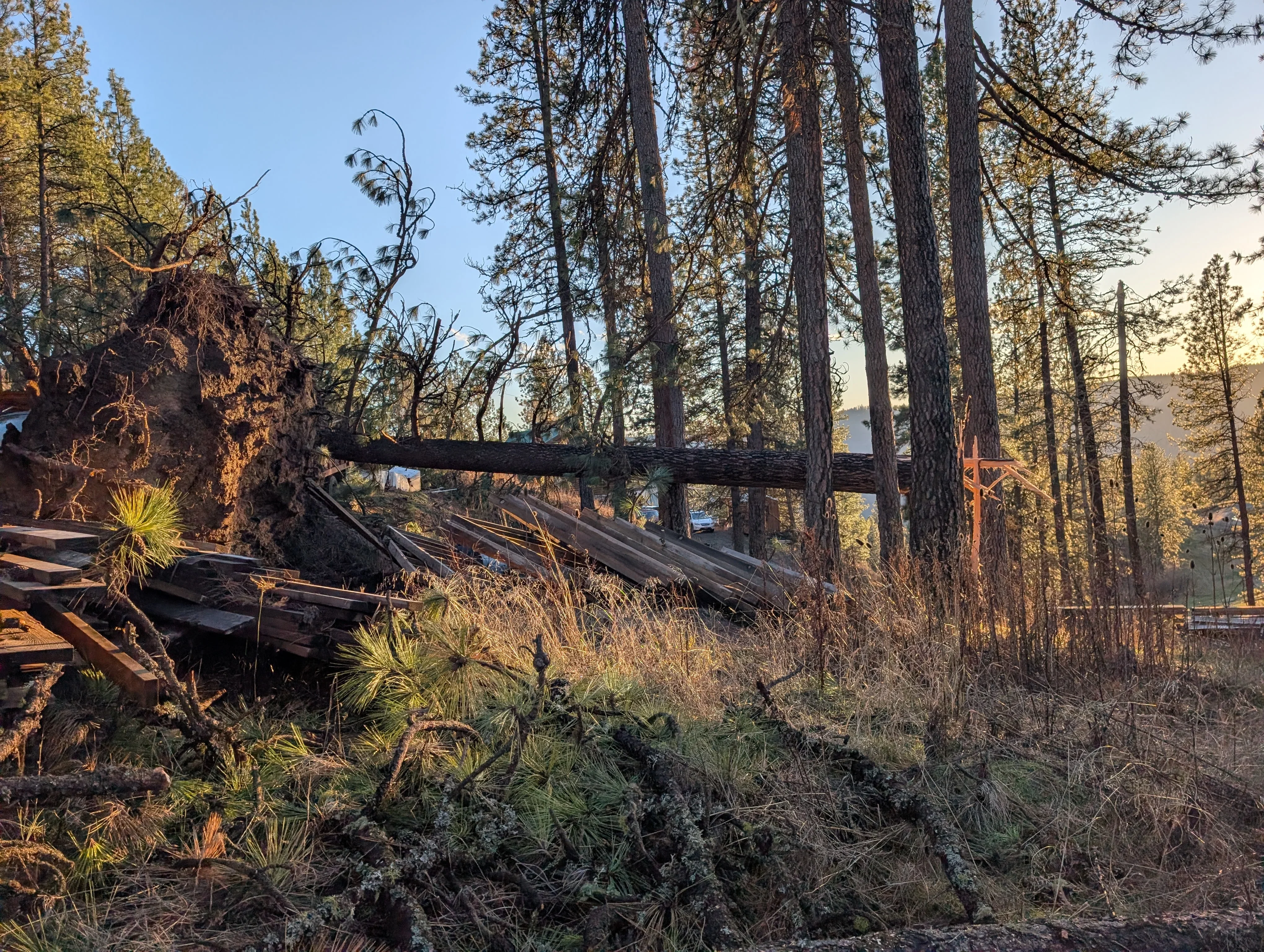 Cleared fire-damaged forest with removed logs and charred debris, healthy conifers remaining