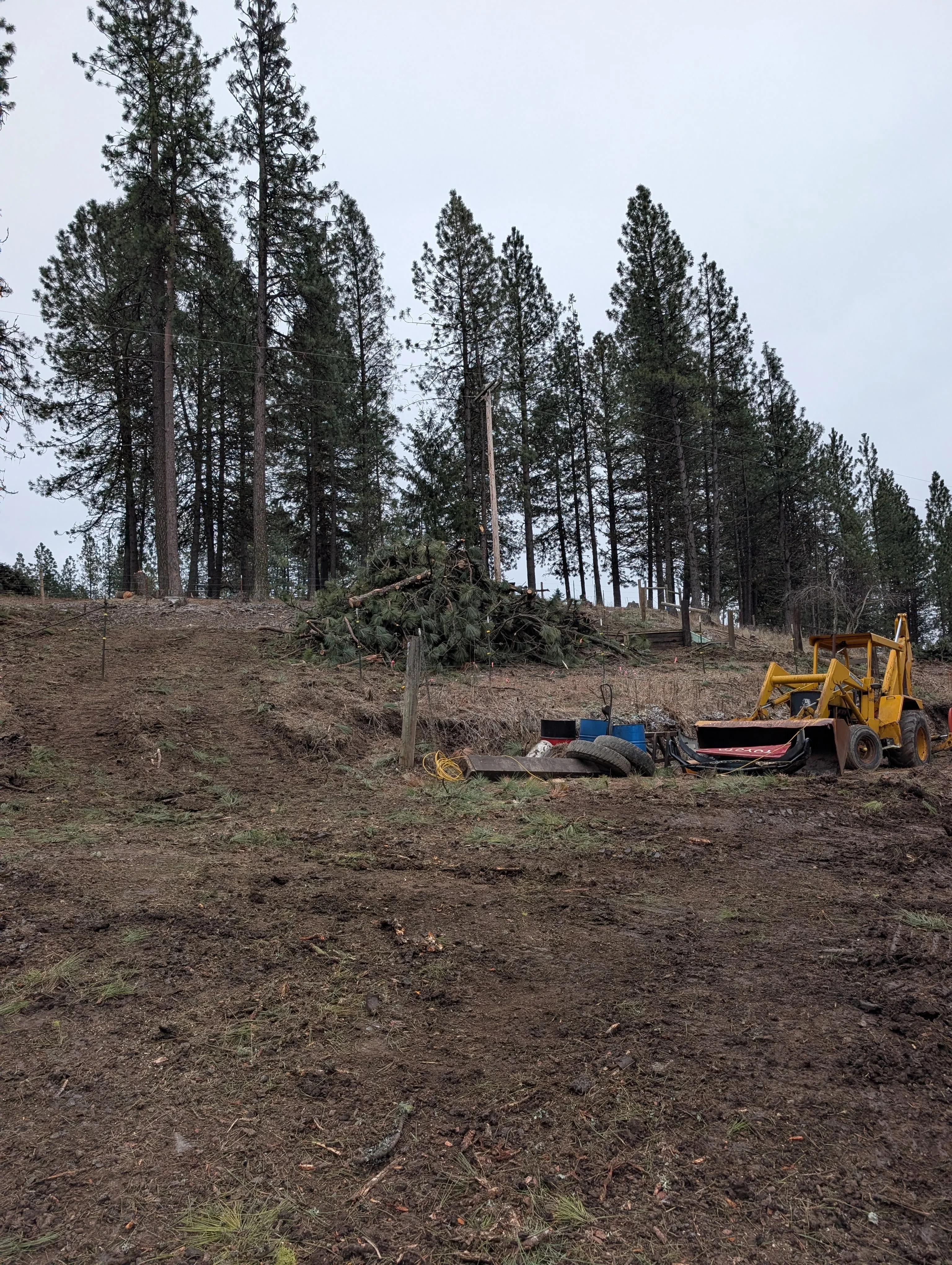 Wheel loader clearing felled timber and debris from forest floor with tall pine trees in background