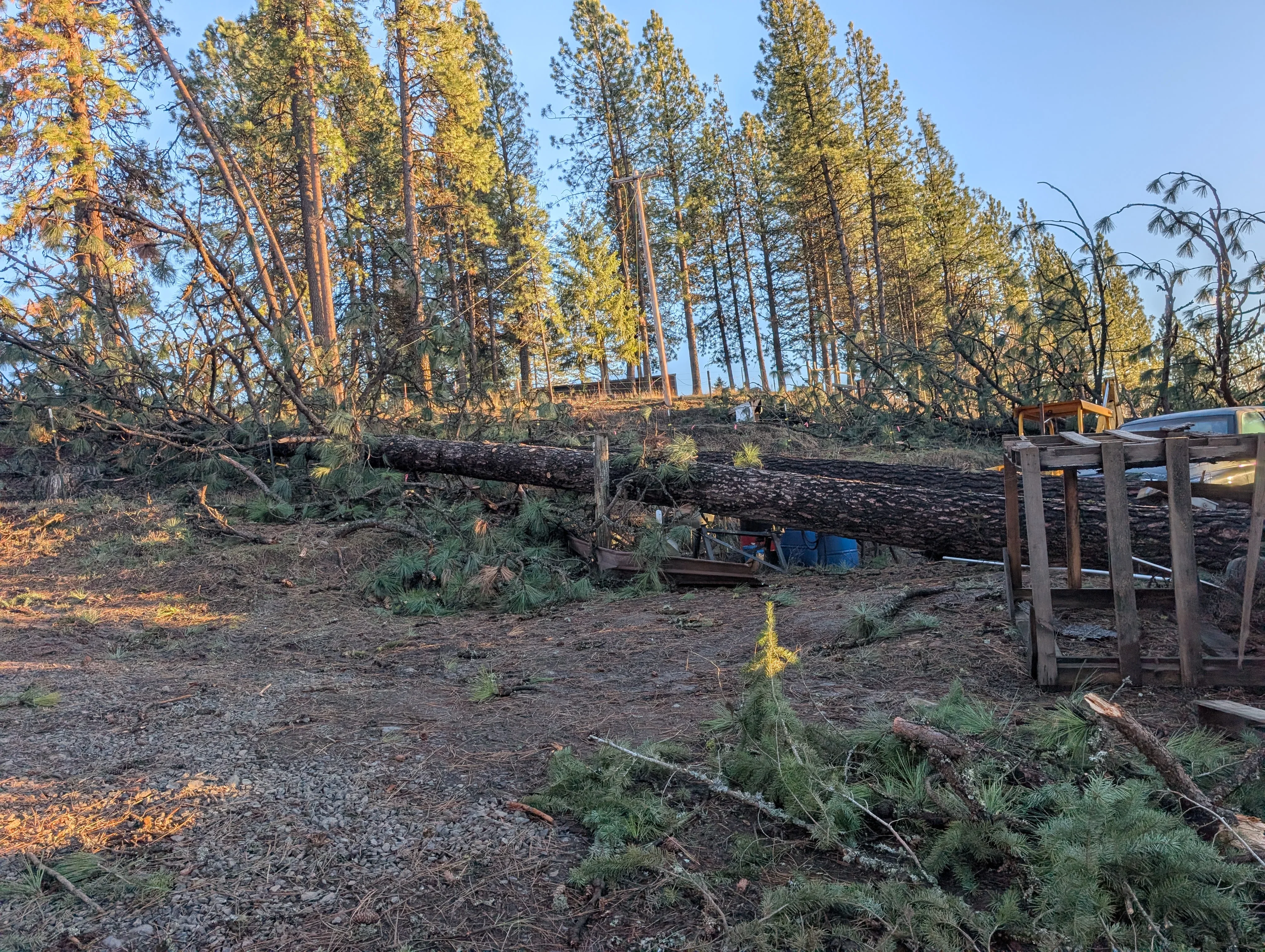 Cleared forest site with felled logs, excavator, and wooden staging structure among standing conifers