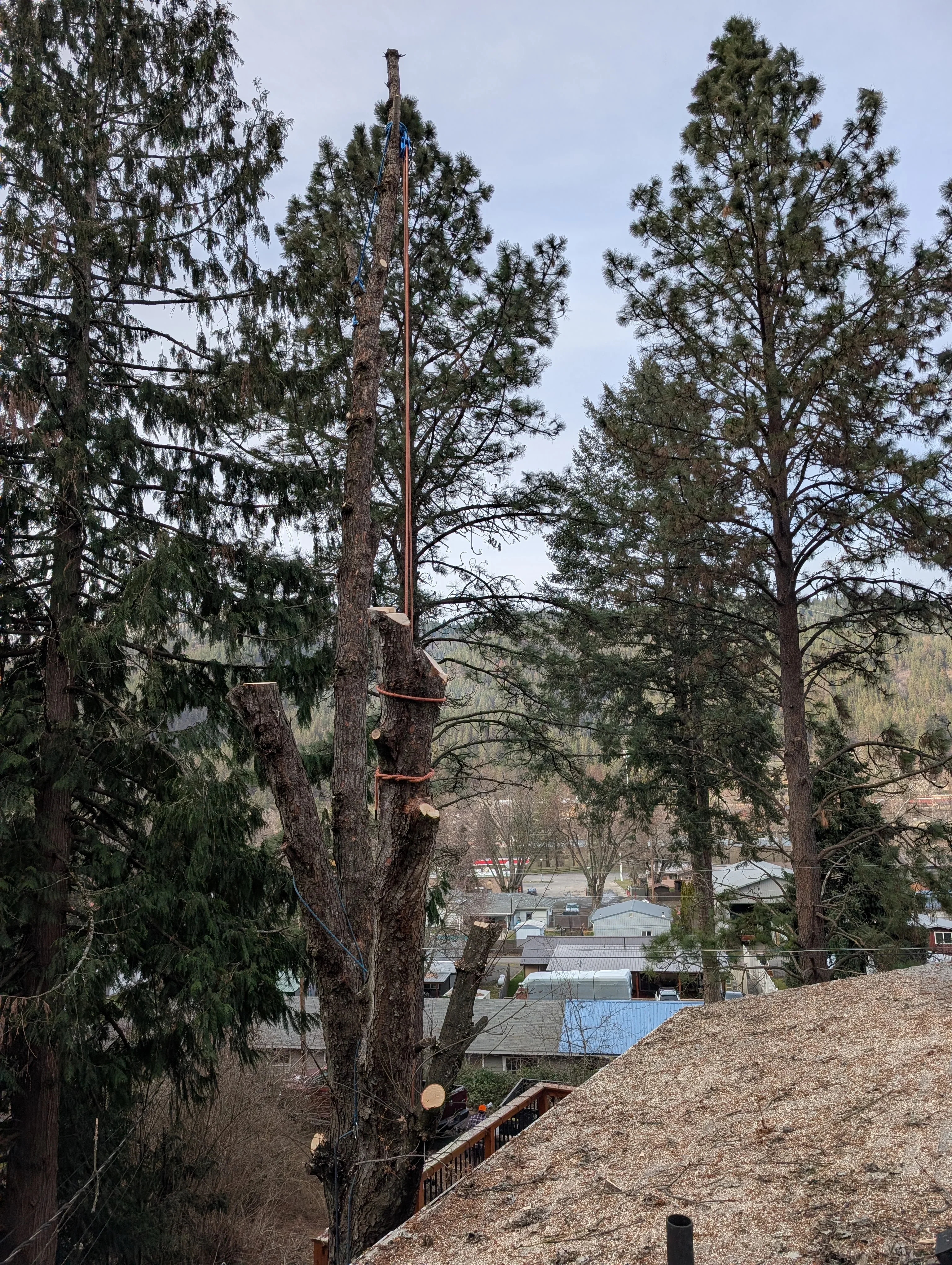 Large conifer tree removal with rigging pole and safety equipment on hillside