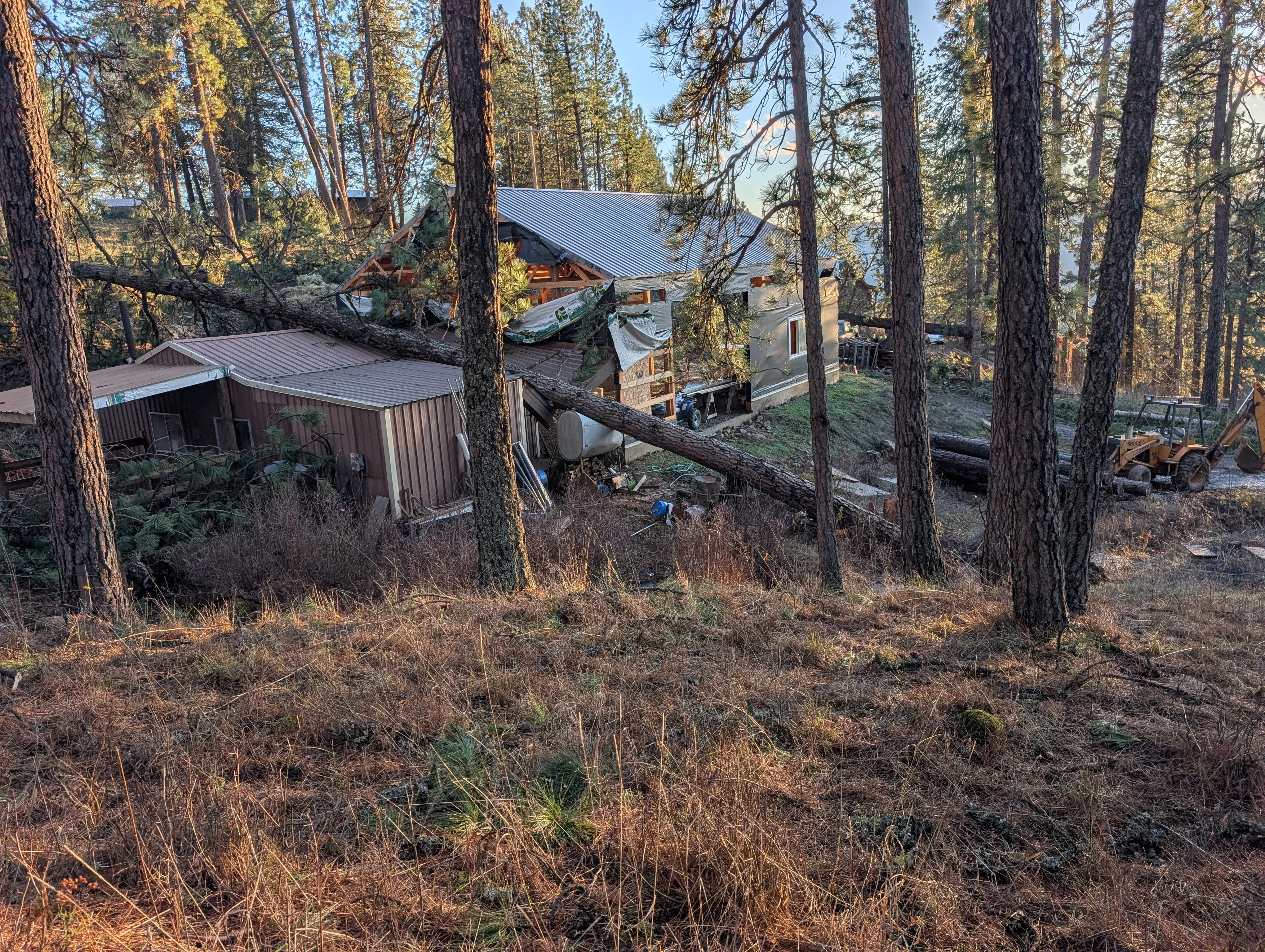 Large fallen tree removed from residential property with metal-roofed structures and forest setting