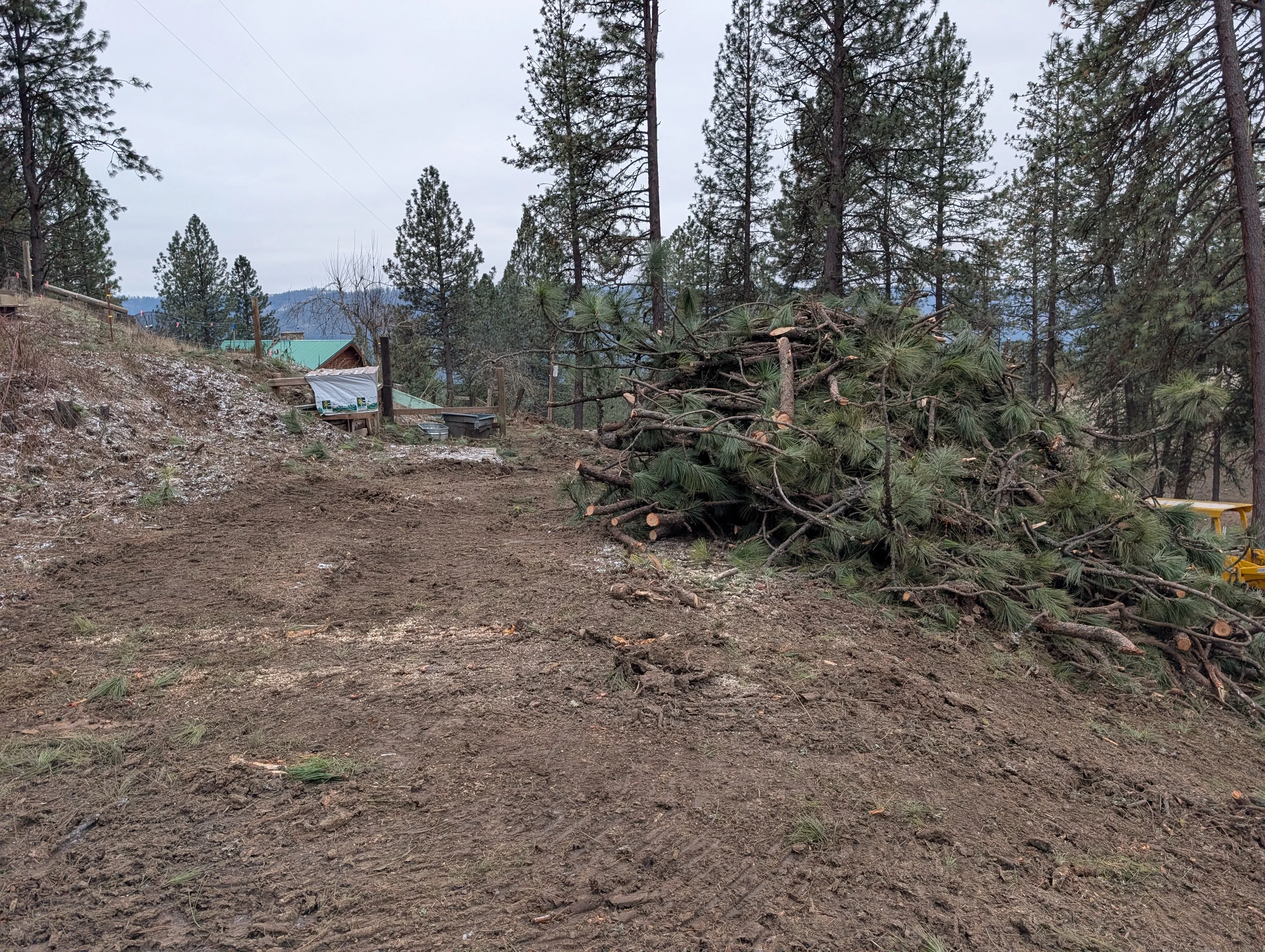 Felled coniferous trees and logs on cleared hillside with forest backdrop