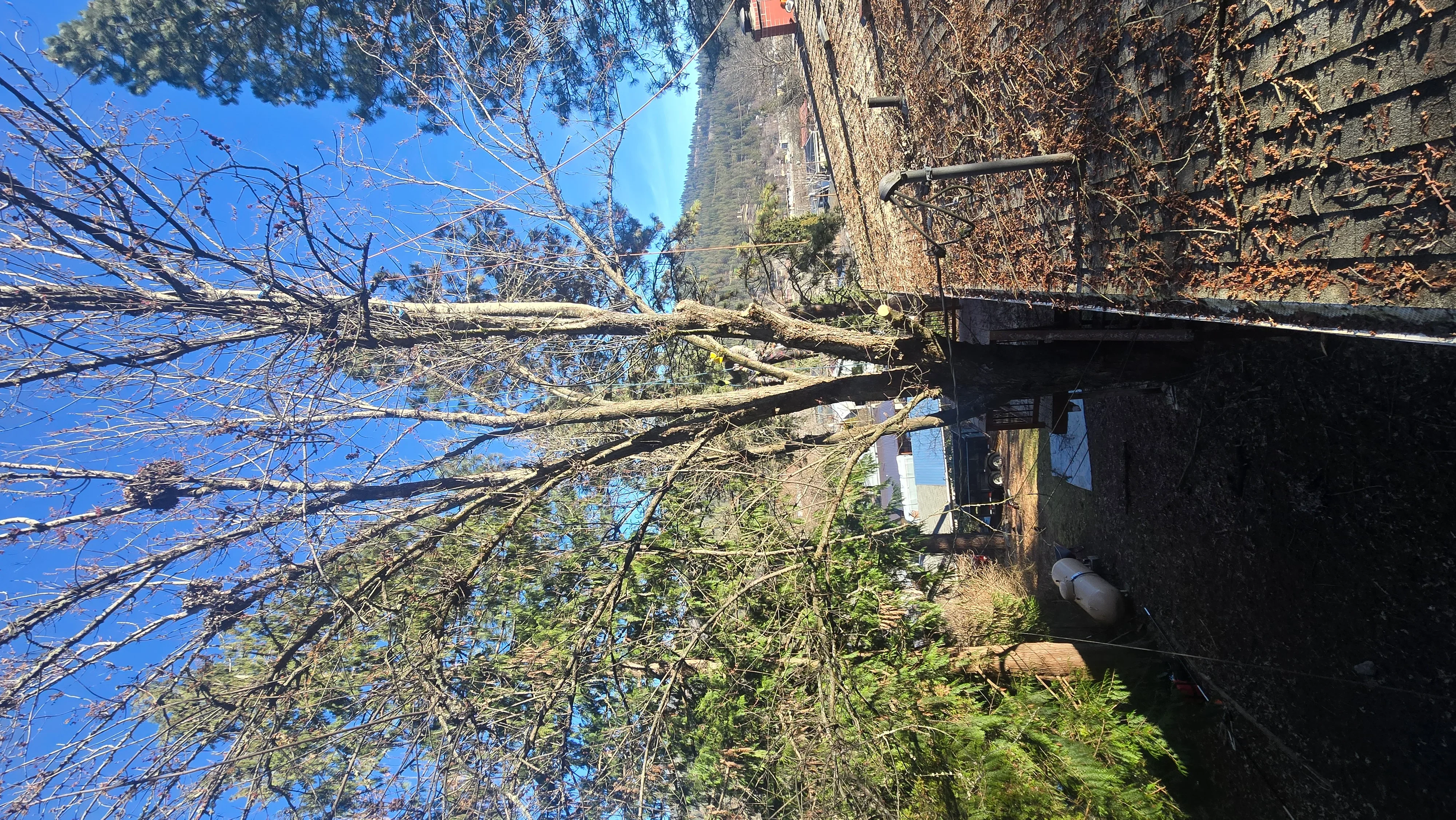 Large tree removal showing cut timber sections and cleared debris near stone building