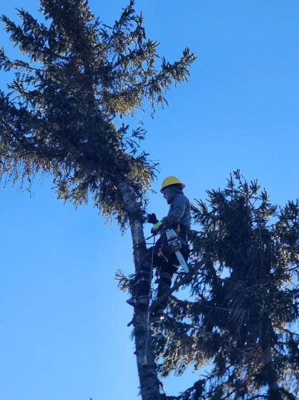 Arborist in yellow hard hat pruning conifer tree limbs with power equipment from climbing position