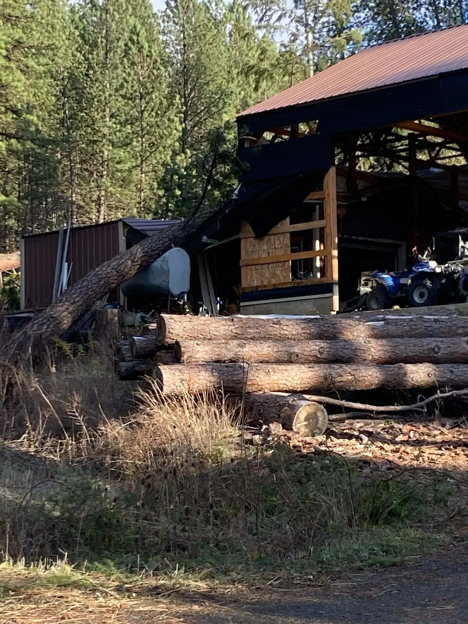 Large felled tree sectioned into logs at residential property with metal-roofed structure and forest backdrop