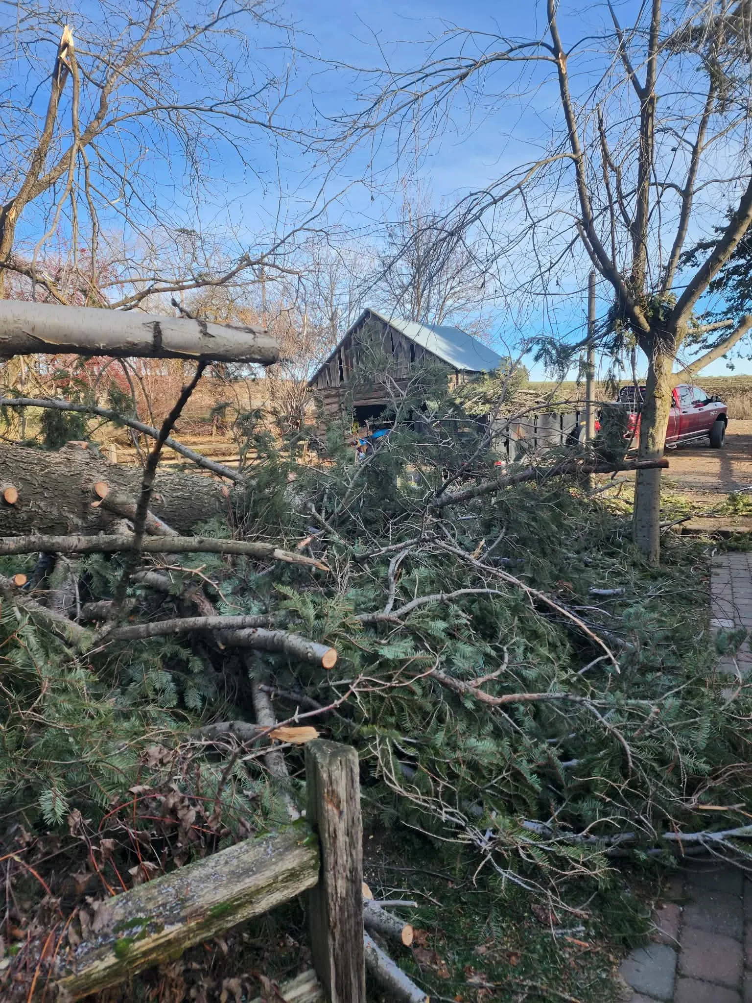 Fallen trees and branches cleared from residential yard, cut logs staged for removal