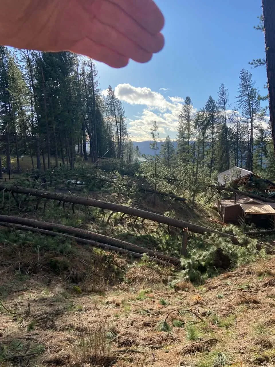 Cleared forest area with felled logs, conifer trees, and mountain vista in background